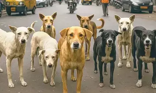 Stray Dog