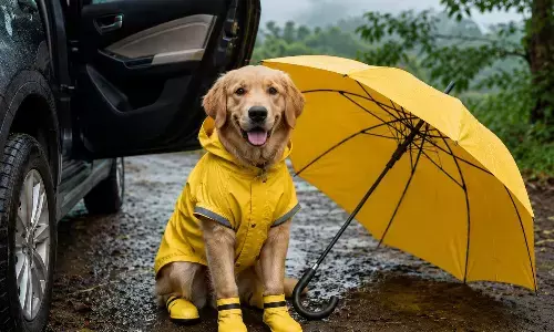 Dog care during monsoon