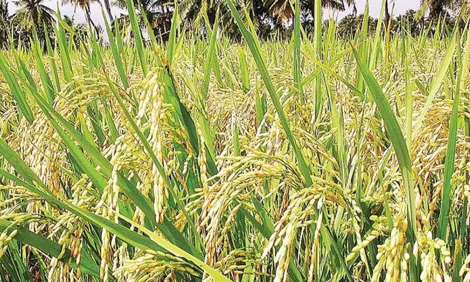 El Nino casts shadow over ‘Kurnool Sona' rice this kharif