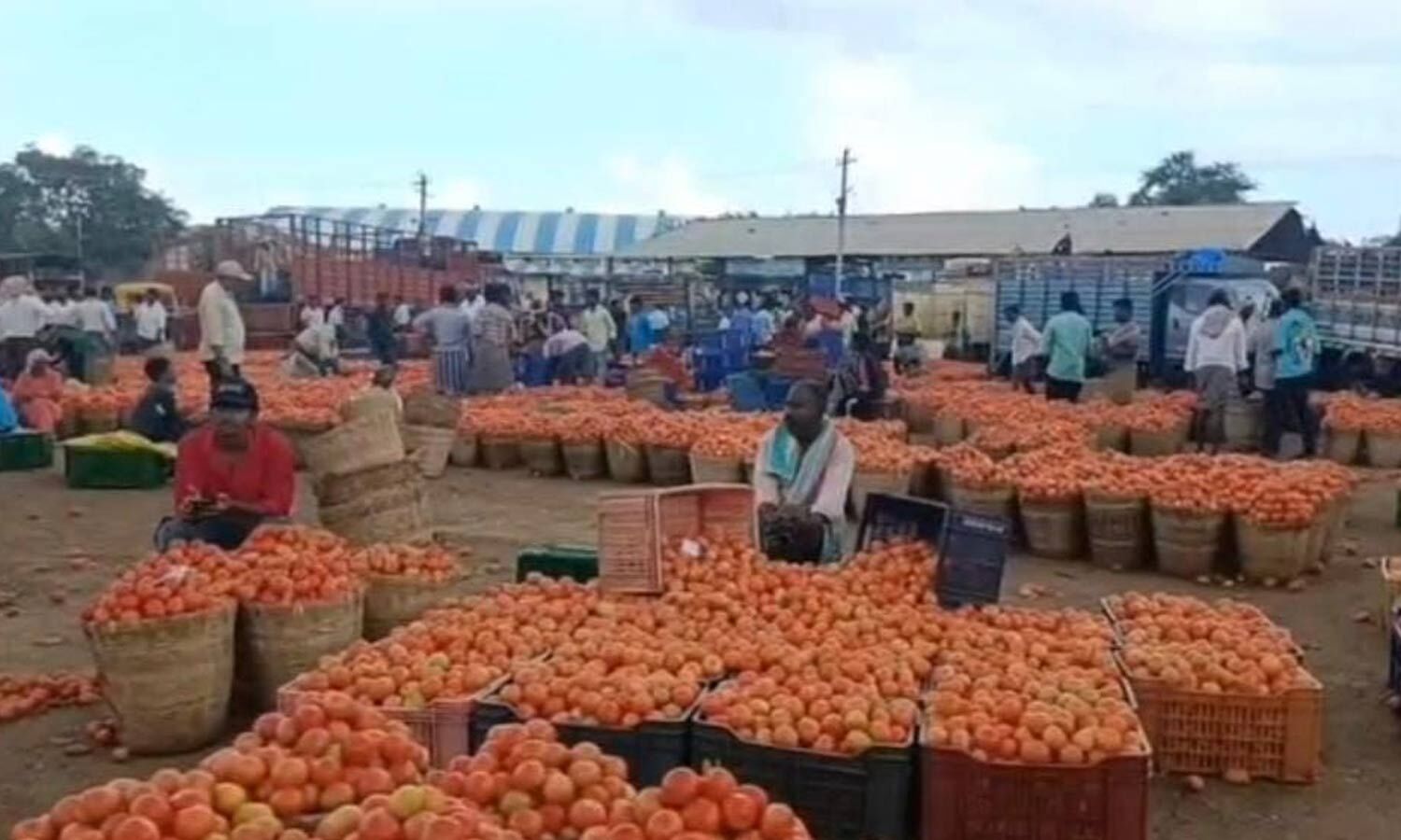 Farmers in distress as tomato prices crash to 50 paise/kg