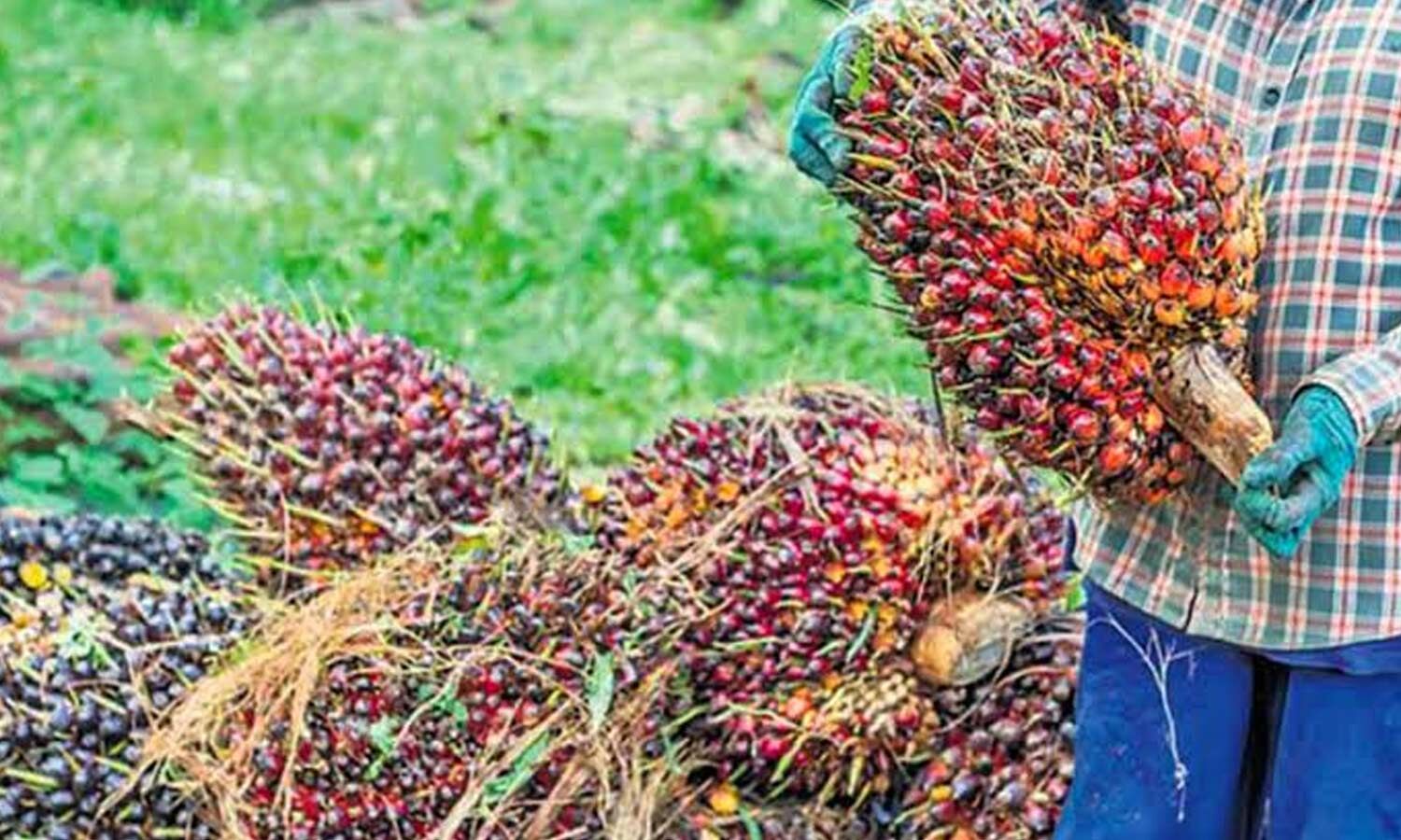 Oil Palm Fruit Prices Rise, Bringing Relief to Farmers