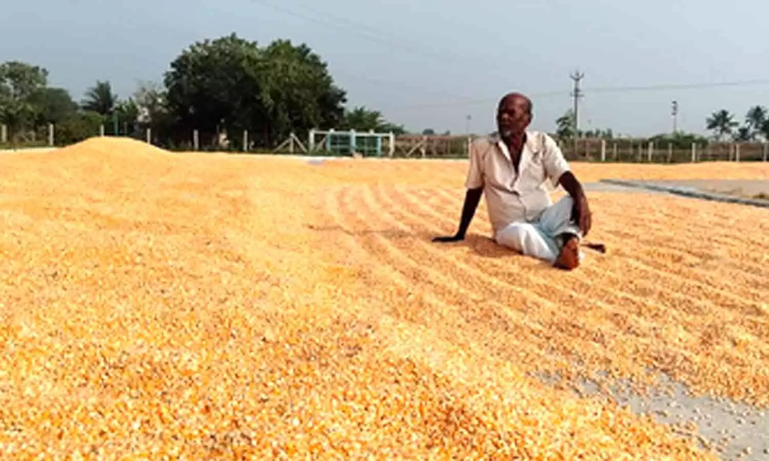 Farmers in TNs Salem raise alarm over poor yield from subsidised maize seeds Farmers in TNs Salem raise alarm over poor yield from subsidised maize seeds