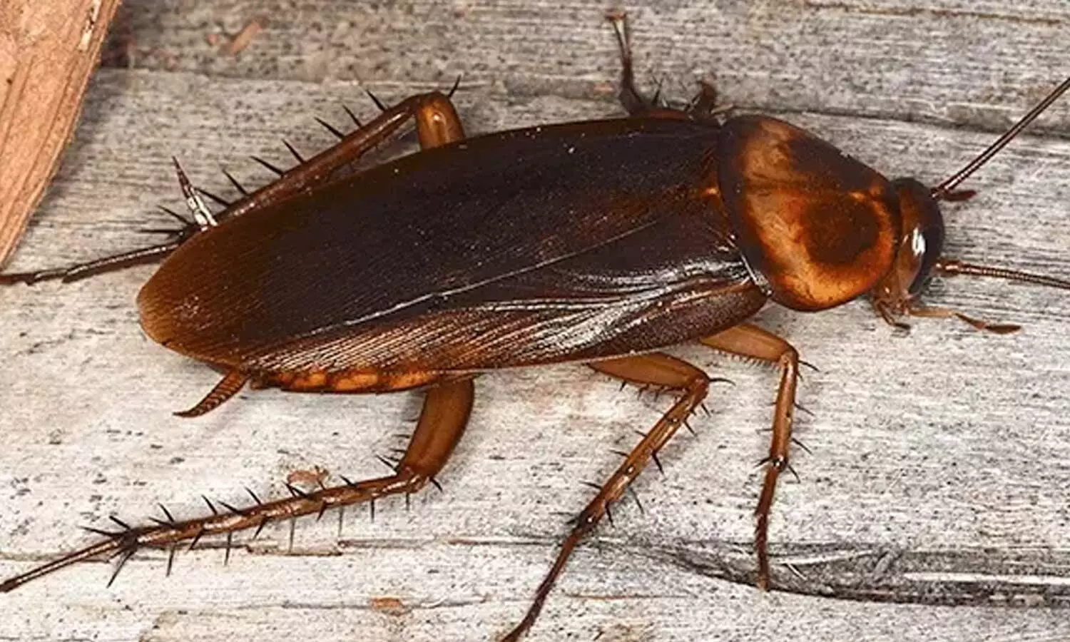 Tourist assaulted after complaining of cockroach in food Tourist assaulted after complaining of cockroach in food