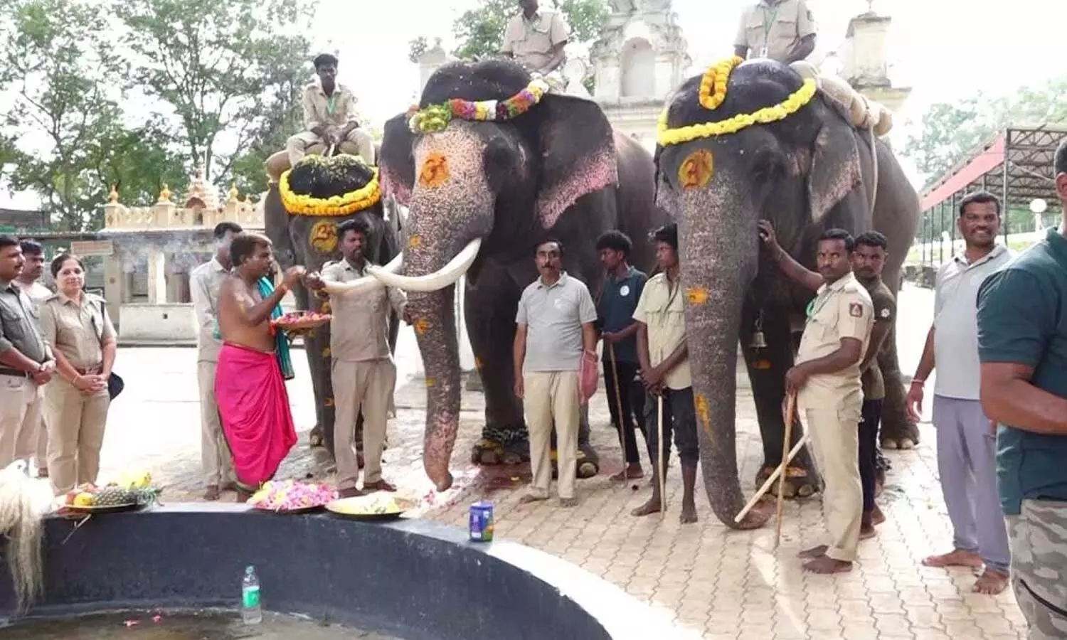 Mysuru Dasara elephant training begins with Mahendra carrying 350 kg load Mysuru Dasara elephant training begins with Mahendra carrying 350 kg load