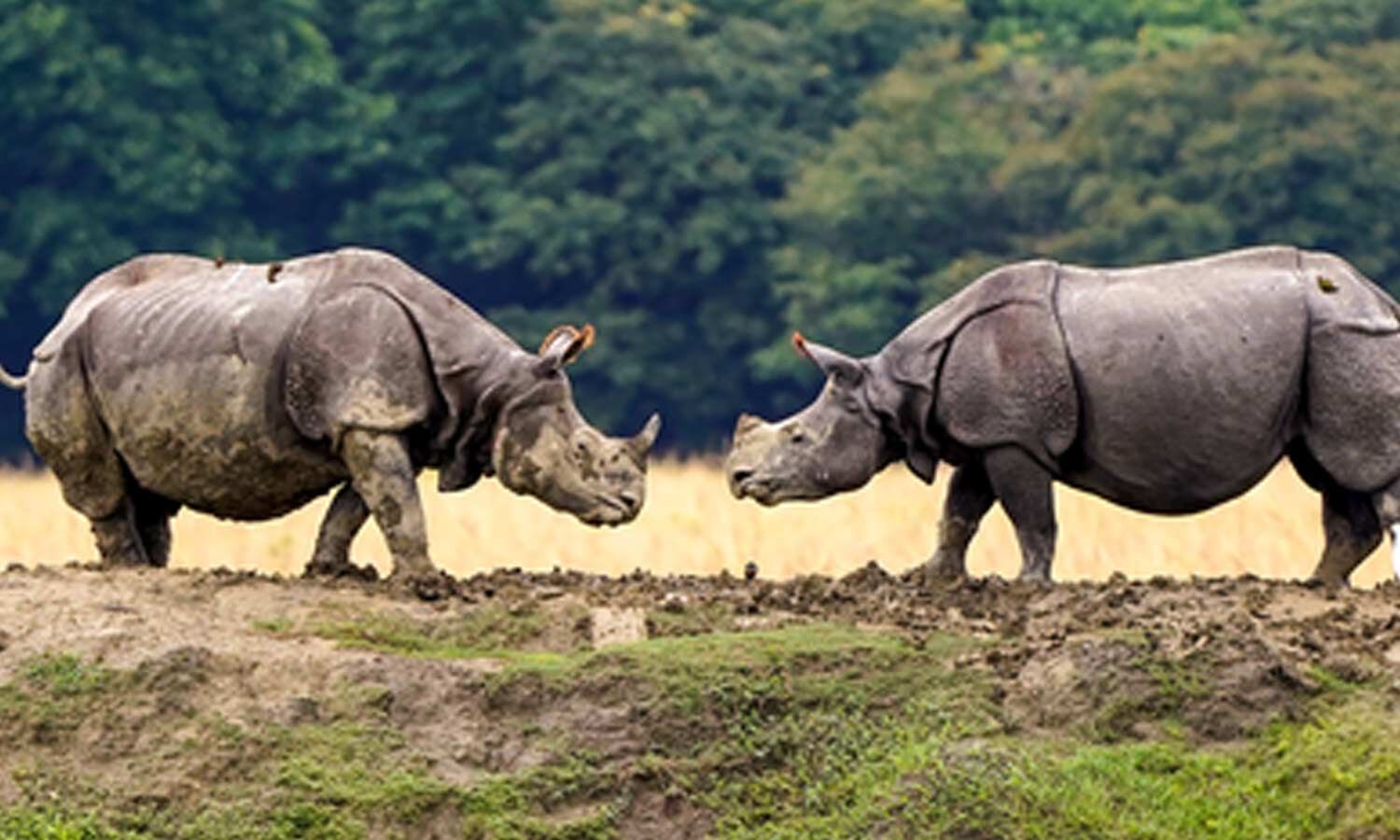 Assam to set up state-of-the-art wildlife safari in Dibrugarh