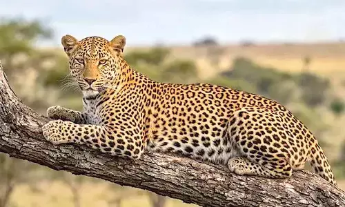 Leopard strays into garden in Kota