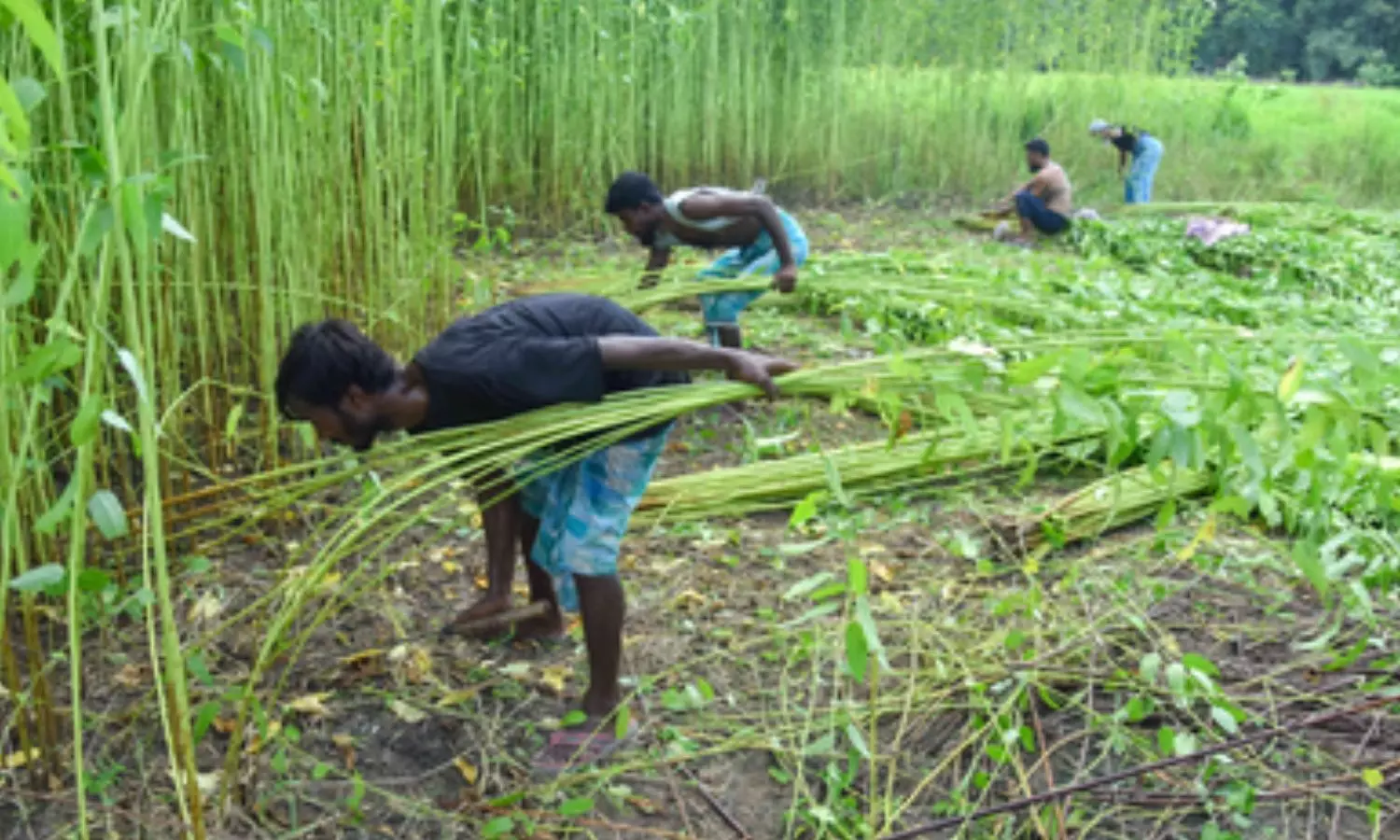 total area sown under kharif crops in the current season across the country is estimated at 1,086.31 lakh total area sown under kharif crops in the current season across the country is estimated at 1,086.31 lakh