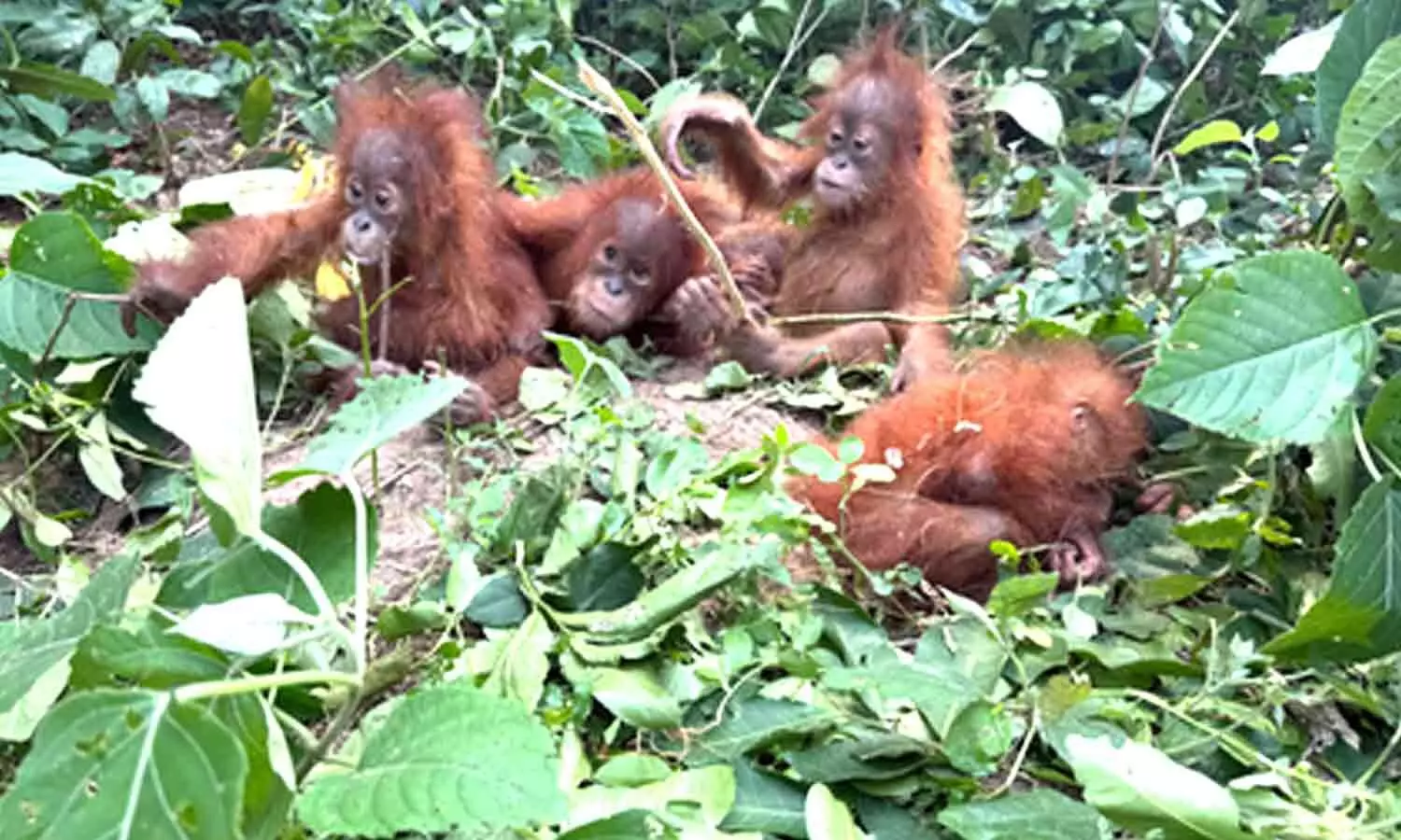 Five orangutans rescued from Odisha forest, wildlife smuggling suspected Five orangutans rescued from Odisha forest, wildlife smuggling suspected