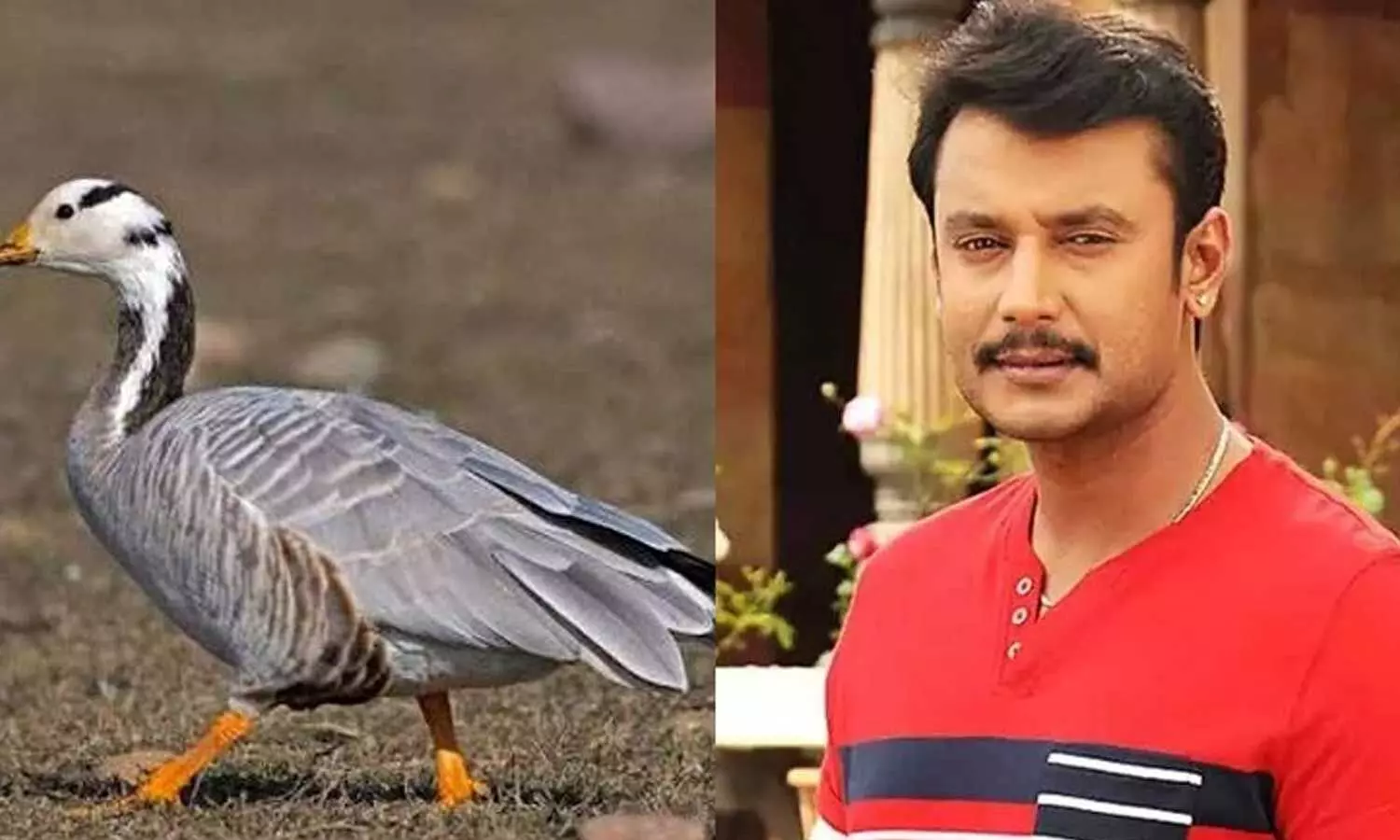 Darshan, wife move Karnataka HC over bar-headed geese case