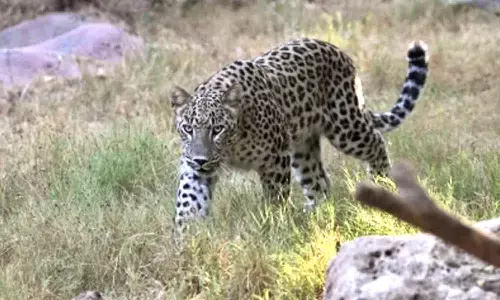 16 sheep killed, 17 injured in leopard attack in J&K’s Budgam