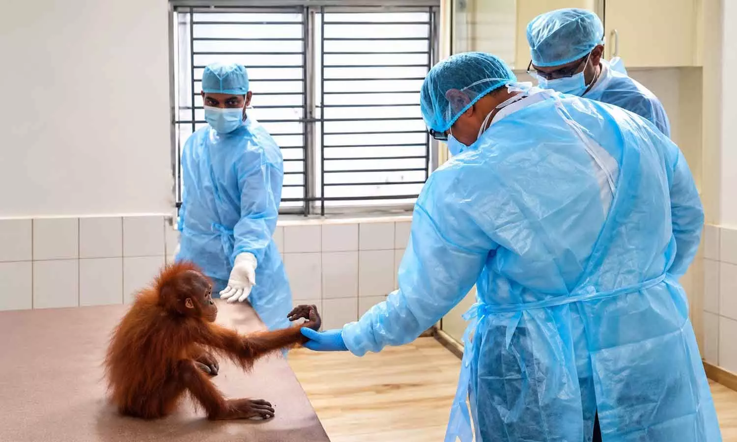 Orangutans’ blood collected for DNA testing Orangutans’ blood collected for DNA testing