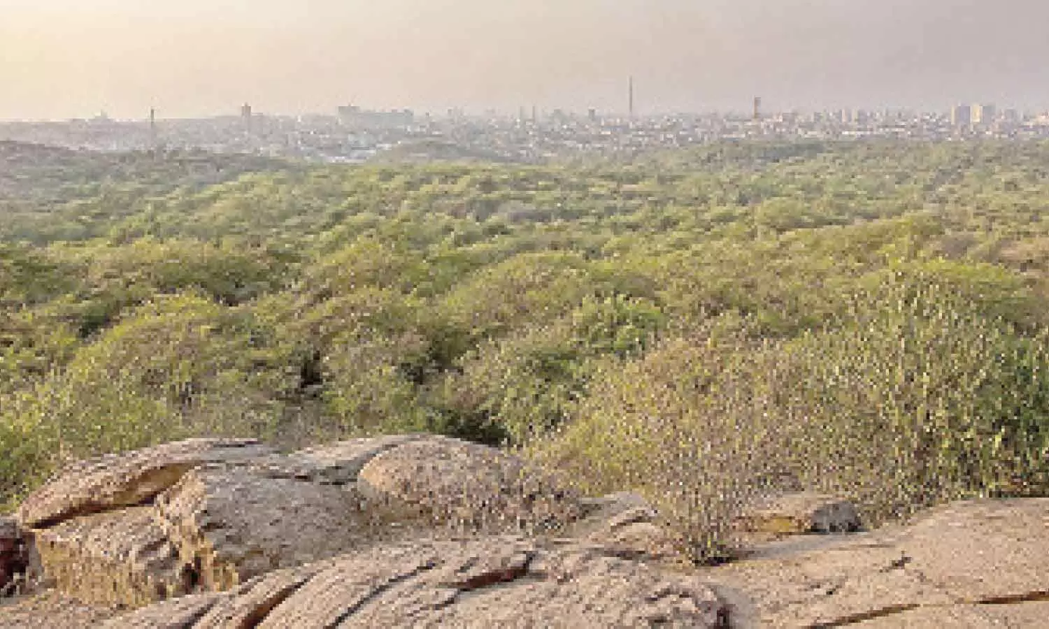 Delhi notifies 1,000 acres of Southern Ridge as forest Delhi notifies 1,000 acres of Southern Ridge as forest