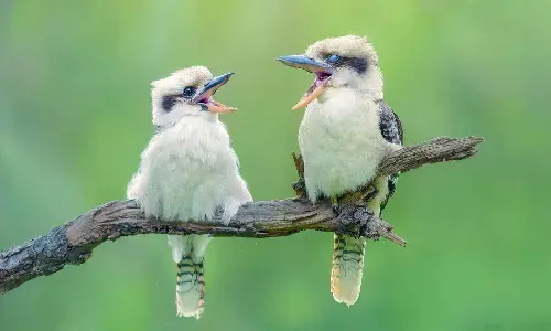 Chirping Bird Sound Helps Relax and Reduce Stress Chirping Bird Sound Helps Relax and Reduce Stress