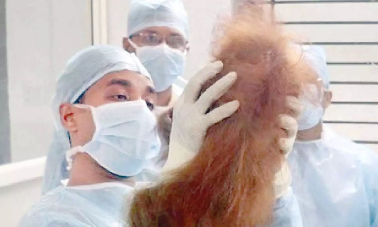 Tech team examines orangutans’ health condition Tech team examines orangutans’ health condition