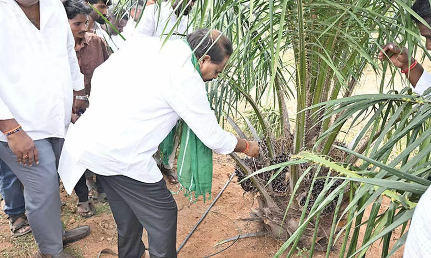 Extensive campaign with attractive subside package made farmers to shift the crop Extensive campaign with attractive subside package made farmers to shift the crop