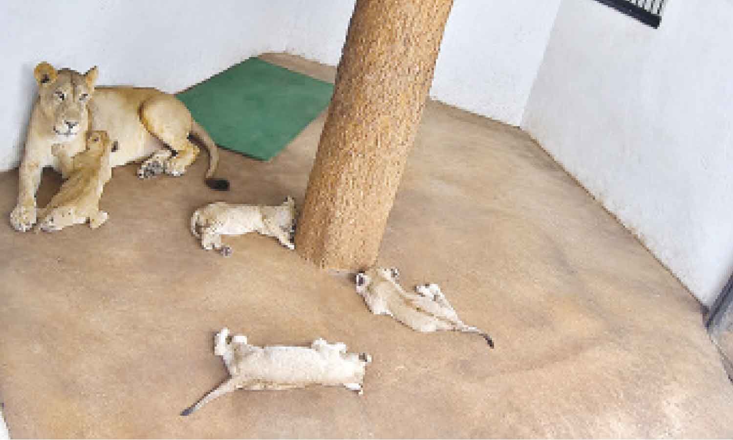 Indira Gandhi Zoological Park welcomes four Asiatic lion cubs