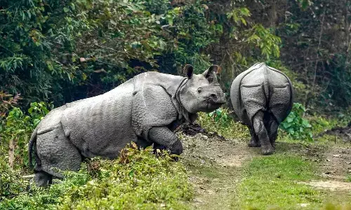 World Rhino Day 2026 Date, Significance And Rhino Conservation Matters. World Rhino Day 2026 Date, Significance And Rhino Conservation Matters.