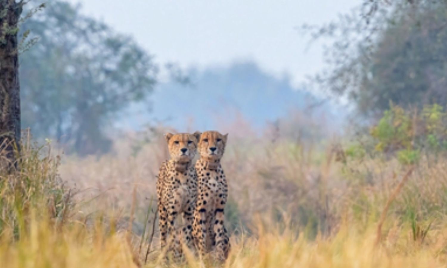 Gaurav’s Death Ends Kuno’s First Namibian Cheetah Coalition