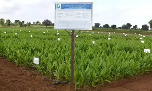 Natural farming doubles turmeric output in Gujarat trial, finds study