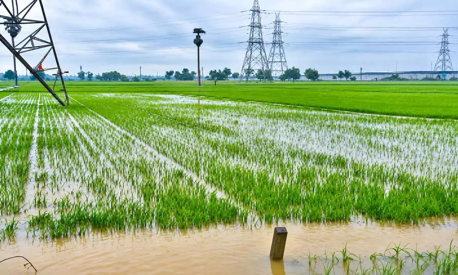 Paddy fields inundated with rainwater at Nunna in Vijayawada Rural mandal of NTR district. Photo: Ch Venkata Mastan