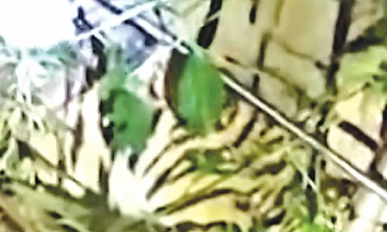 Ailing tiger cub rescued from house Ailing tiger cub rescued from house