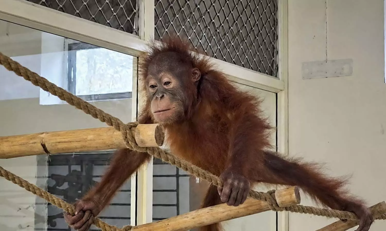 Bhubaneswar: Orangutans will be shifted to larger enclosure Bhubaneswar: Orangutans will be shifted to larger enclosure