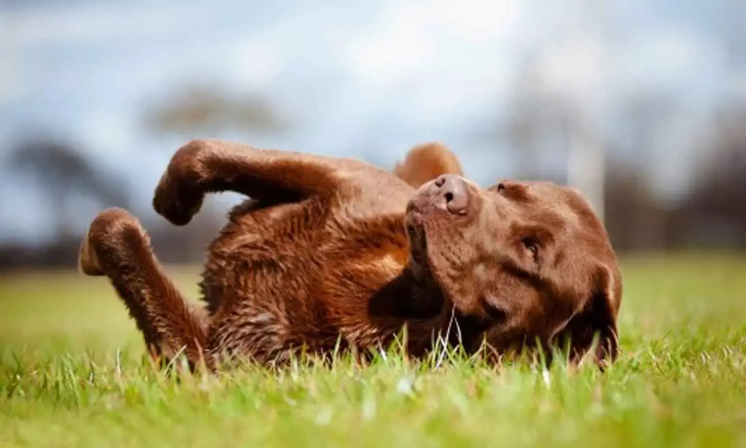 Why do dogs behave the way they do?
