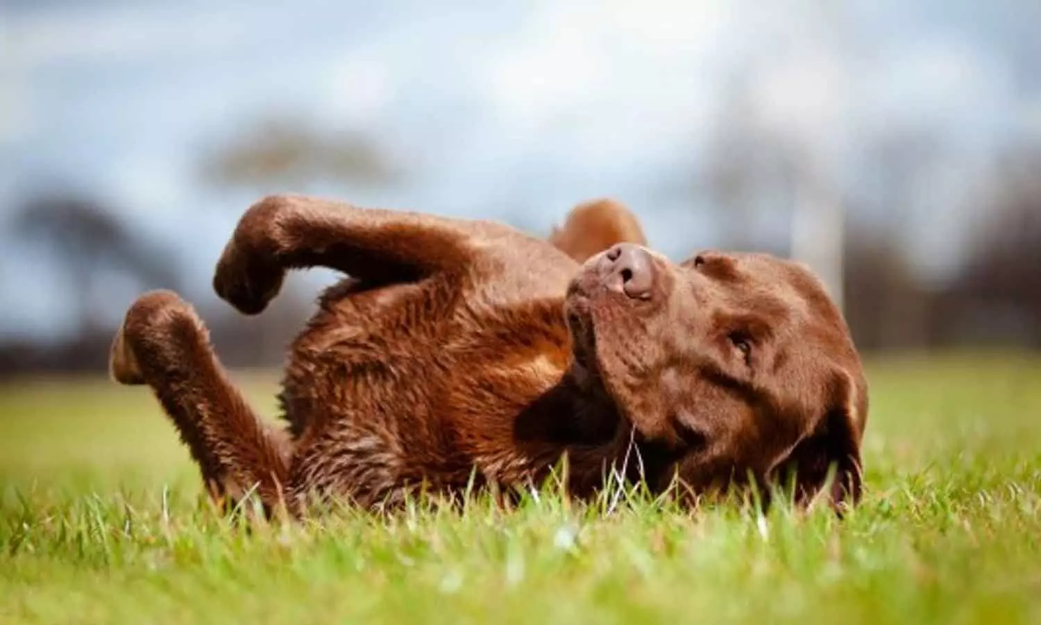 Why do dogs behave the way they do? Why do dogs behave the way they do?