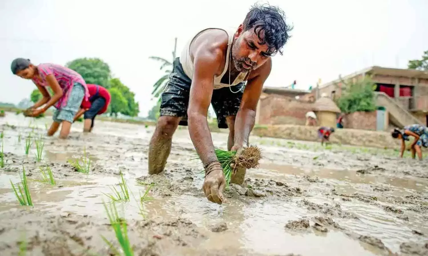 El Nino likely to impact foodgrain output: Official El Nino likely to impact foodgrain output: Official