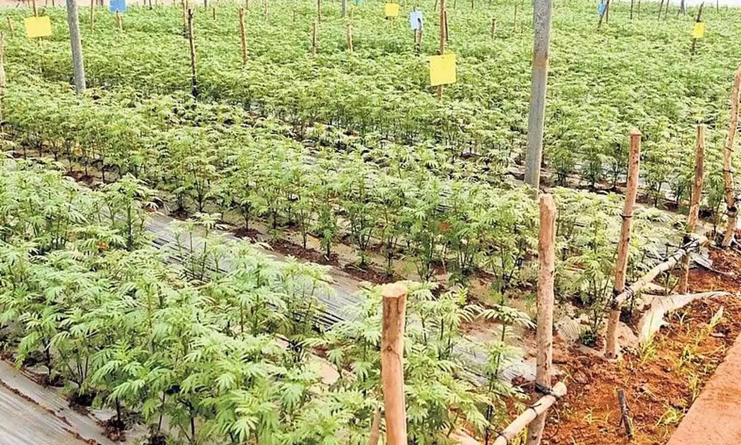 Major horticulture push for Tirupati with Rs 1,094 crore plan Major horticulture push for Tirupati with Rs 1,094 crore plan