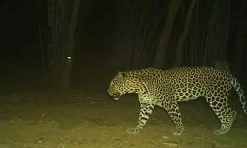 Camera traps deployed to identify animal behind goat deaths in Tamil Nadus Coimbatore Camera traps deployed to identify animal behind goat deaths in Tamil Nadus Coimbatore