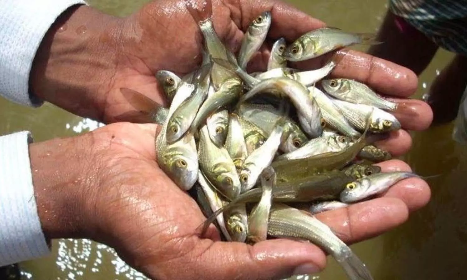 Drought-hit tanks threaten Telangana fish seed scheme Drought-hit tanks threaten Telangana fish seed scheme