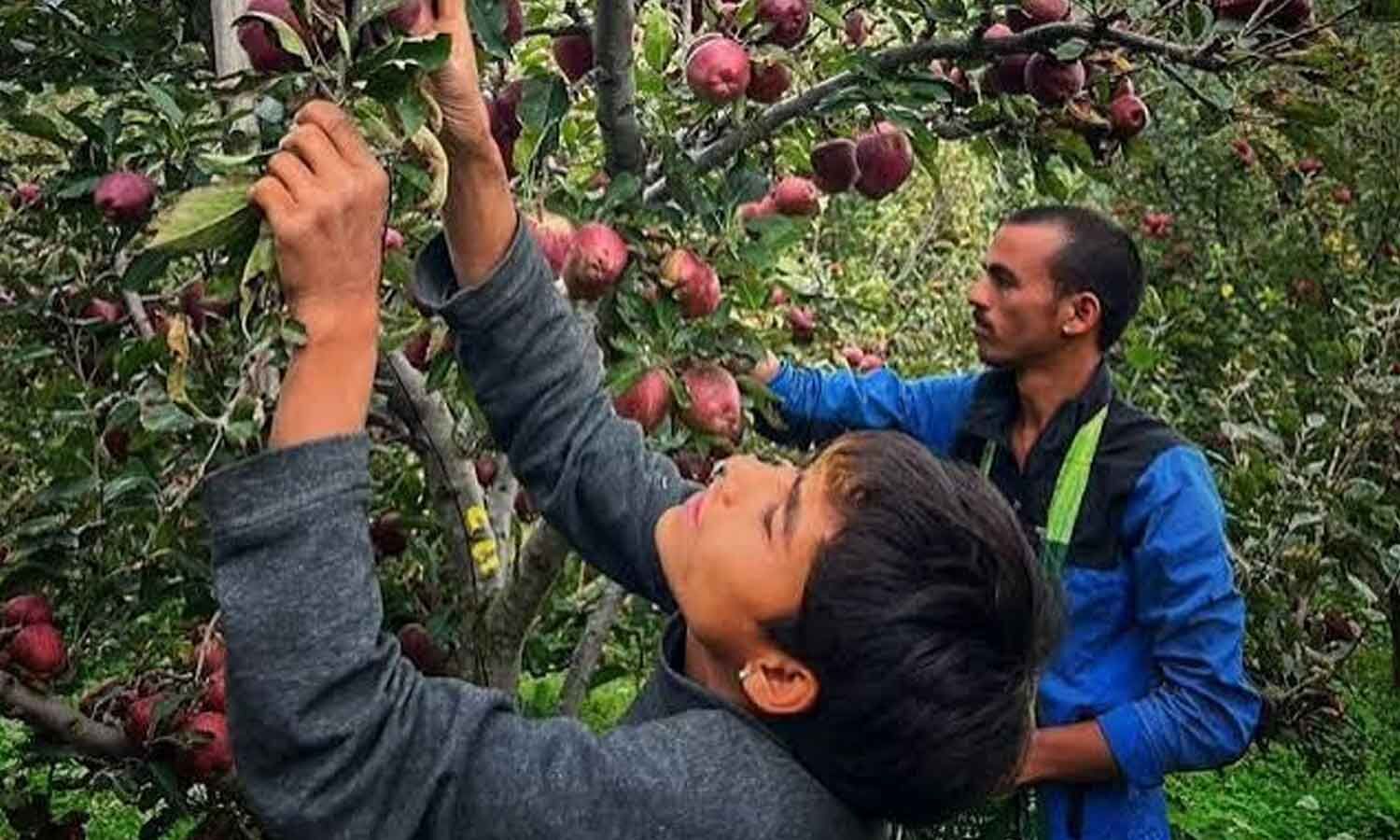 Himachal Apple Production Falls 48% After Weather Damage