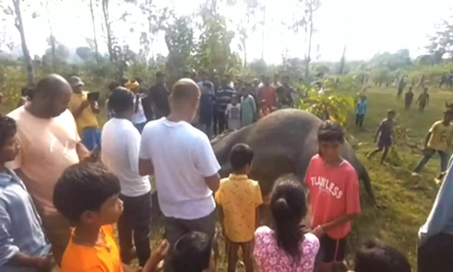 Jharkhand: Elephant found dead in field; tusks missing, poaching angle suspected Jharkhand: Elephant found dead in field; tusks missing, poaching angle suspected