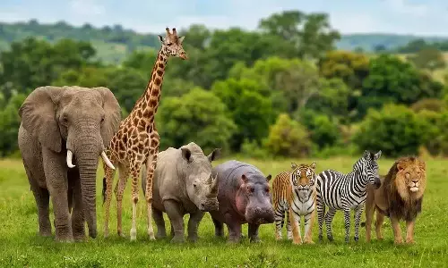 National Wildlife Week 2026