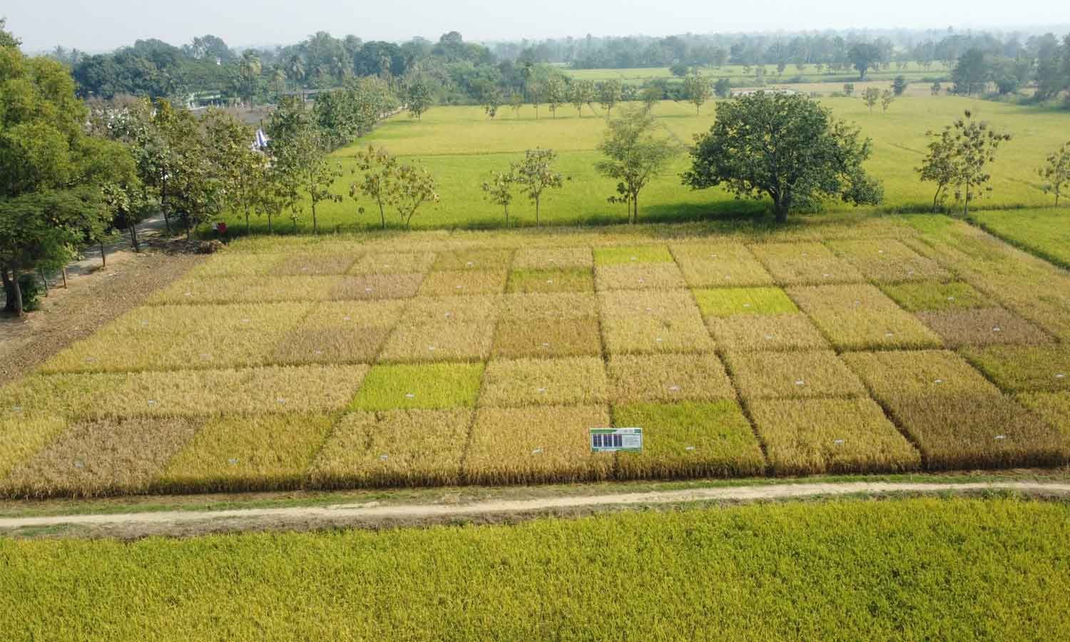 Odisha Pushes Toward a Farmer-Centric, Value-Driven Rice Economy