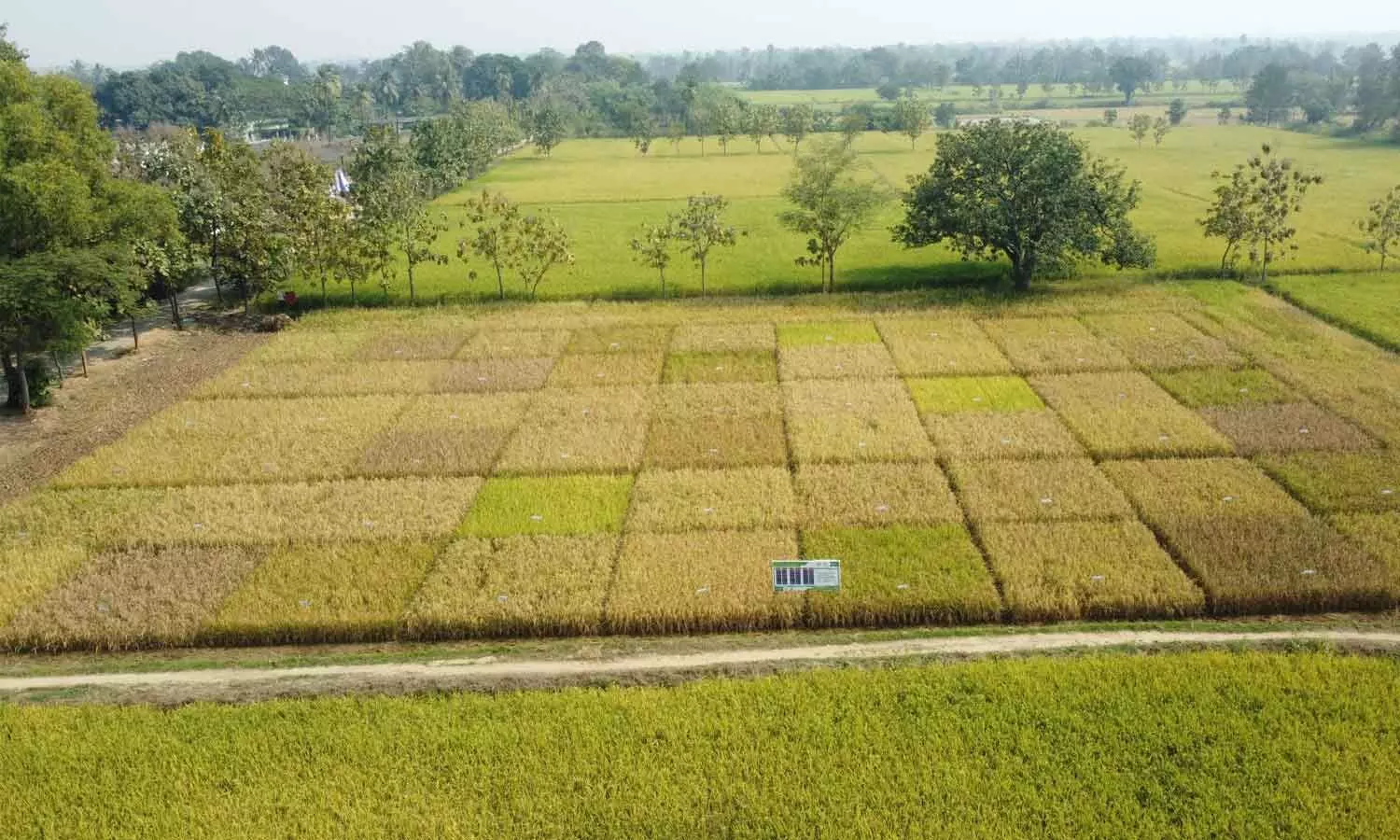 Odisha moving towards value-driven rice economy Odisha moving towards value-driven rice economy
