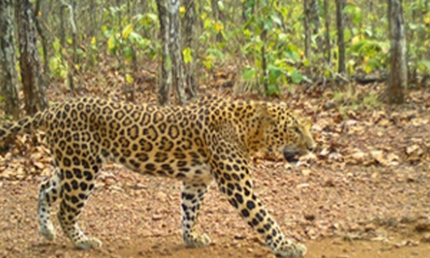 Study Finds Leopard Declines Across Parts of Odisha