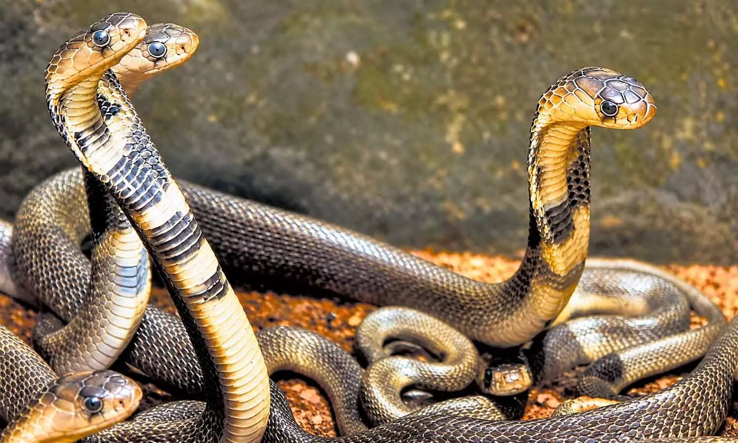 Beyond the bite: Zoo’s snake awareness drive Beyond the bite: Zoo’s snake awareness drive