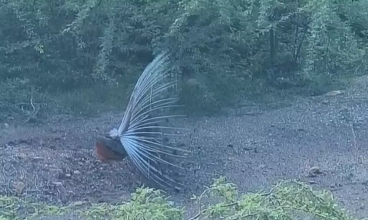 A Peacock dancing at the Erramala hills on Sunday A Peacock dancing at the Erramala hills on Sunday