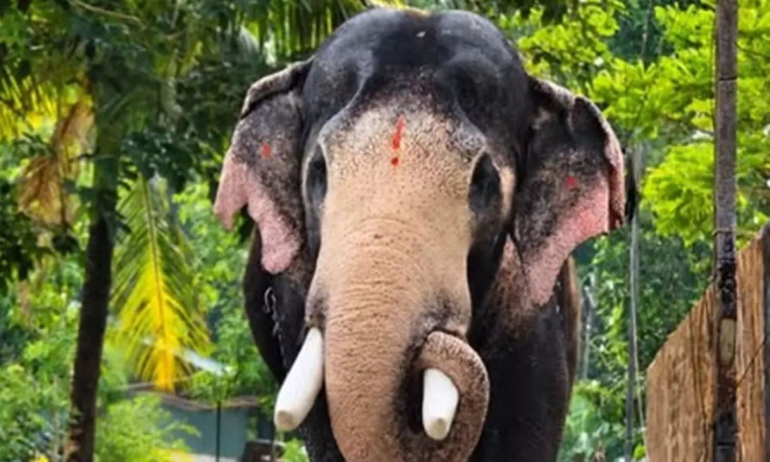 Hundreds pay tribute, bid goodbye to gentle giant Brahmadathan in Keralas Melambara Hundreds pay tribute, bid goodbye to gentle giant Brahmadathan in Keralas Melambara