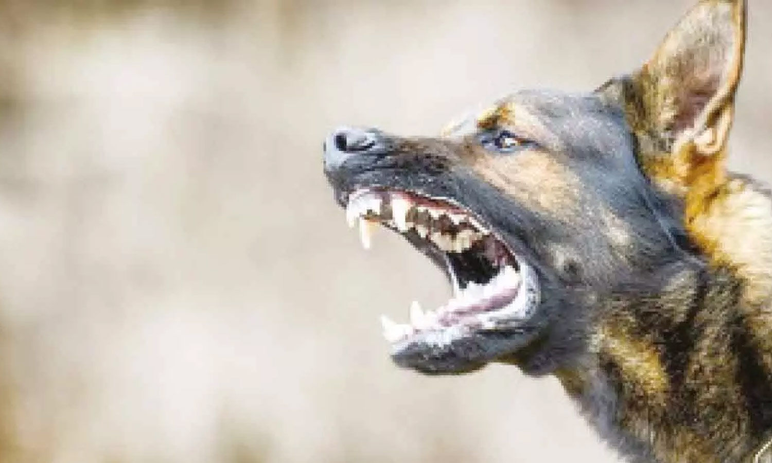 Police Book Case After Community Dog Dies at IIT Hyderabad