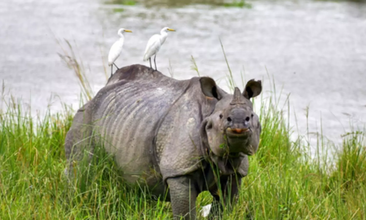 Assam Chief Minister Himanta Biswa Sarma on Tuesday highlighted the growing popularity of Kaziranga National Park Assam Chief Minister Himanta Biswa Sarma on Tuesday highlighted the growing popularity of Kaziranga National Park