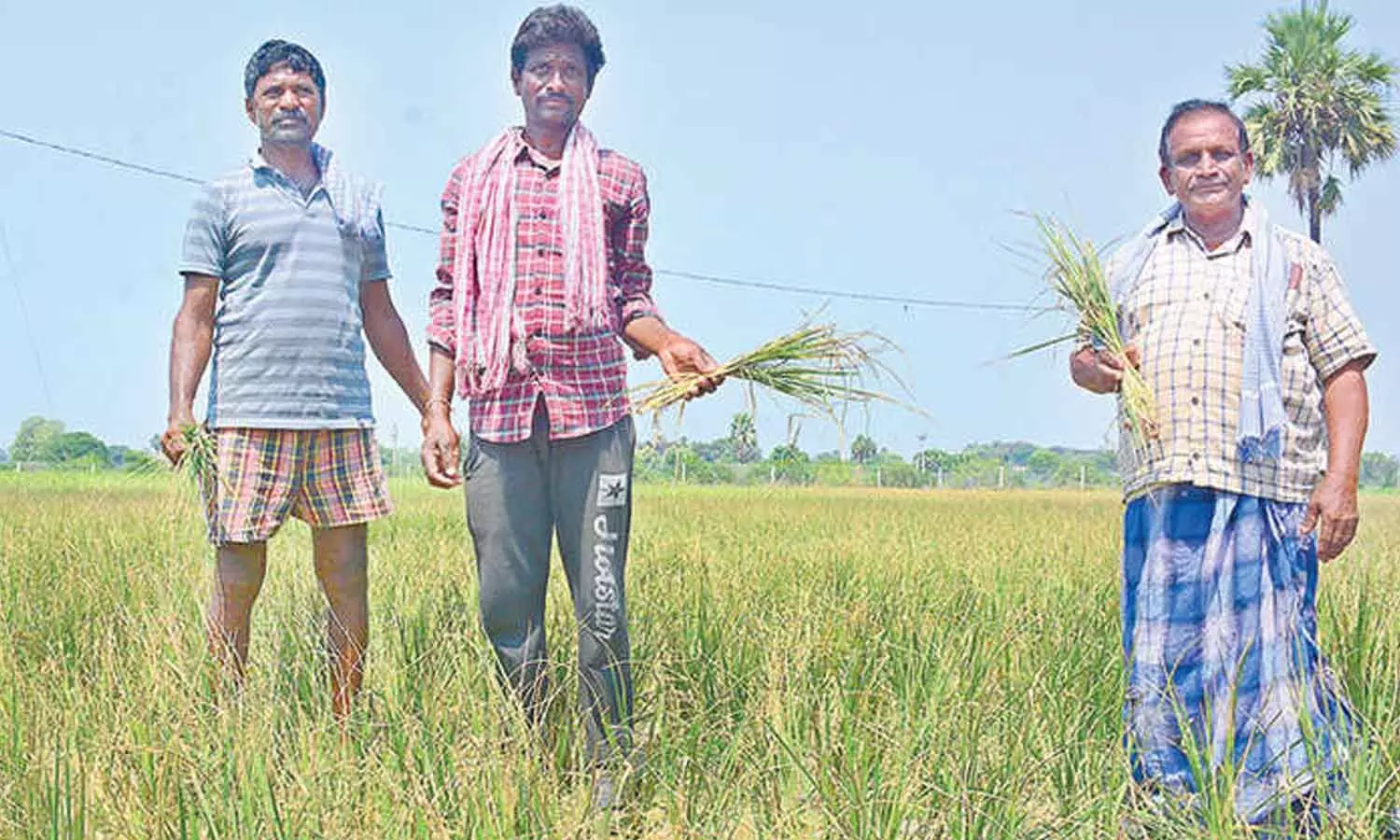 TG govt declares 320 mandals drought-hit TG govt declares 320 mandals drought-hit