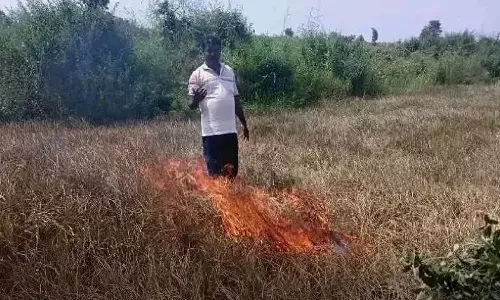 Distressed over dried up crop, farmer sets paddy field on fire Distressed over dried up crop, farmer sets paddy field on fire