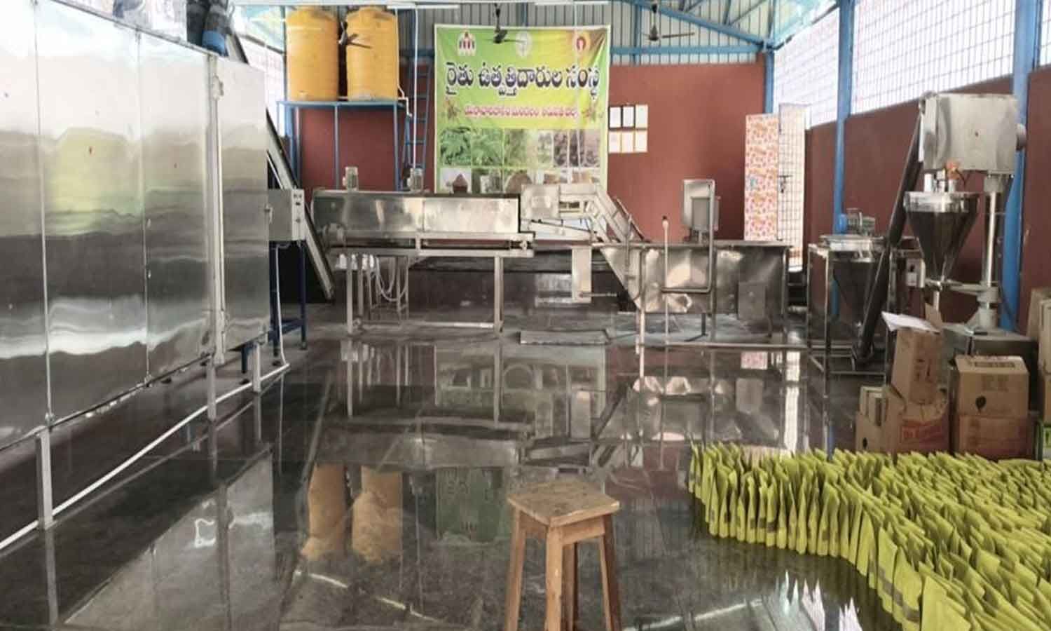 Andhra Pradesh Plans 19 Drumstick Processing Units to Boost Rural Incomes