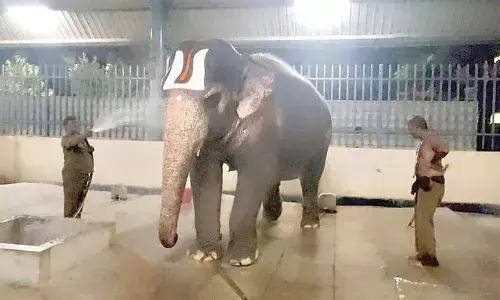 Sri Padmavathi Ammavari temple elephant Srinidhi at the Goshala