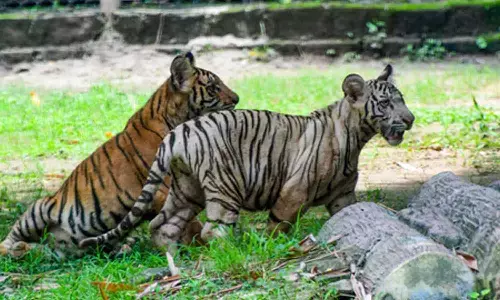 Backhanded compliment for Indias wildlife conservation efforts gets vigorous pushback