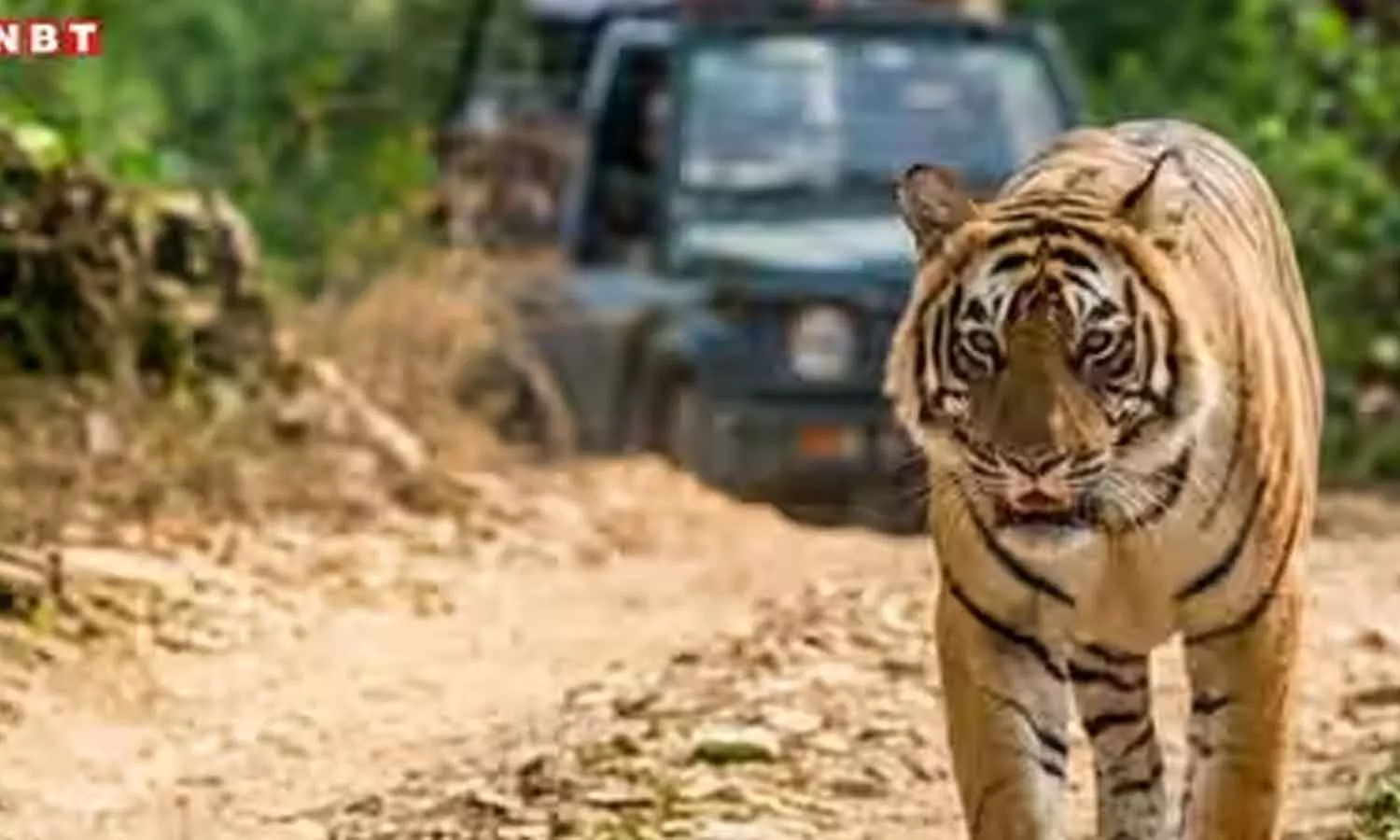 Celebrated Bandhavgarh tigress Dotty dies Celebrated Bandhavgarh tigress Dotty dies