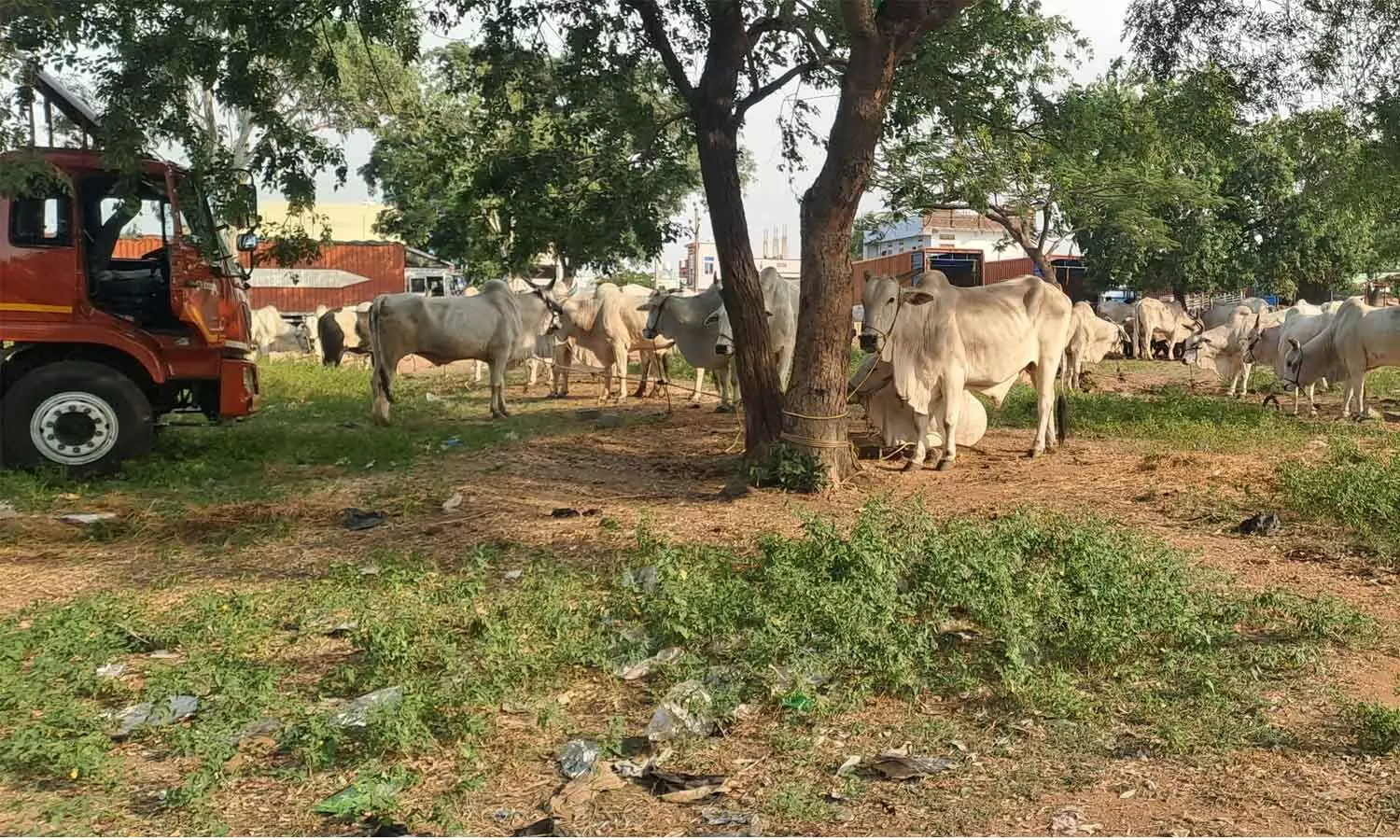 Illegal cattle transportation gaining pace in Pebbair? Illegal cattle transportation gaining pace in Pebbair?